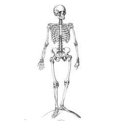 Malvorlage: Skelett (Figuren) #147410 - Kostenlose Malvorlagen zum Ausdrucken