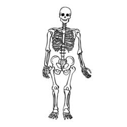 Malvorlage: Skelett (Figuren) #147415 - Kostenlose Malvorlagen zum Ausdrucken