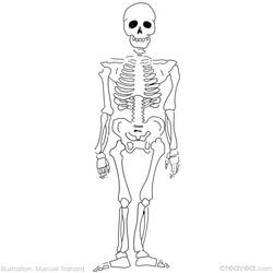 Malvorlage: Skelett (Figuren) #147416 - Kostenlose Malvorlagen zum Ausdrucken