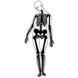 Malvorlage: Skelett (Figuren) #147418 - Kostenlose Malvorlagen zum Ausdrucken