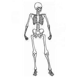 Malvorlage: Skelett (Figuren) #147428 - Kostenlose Malvorlagen zum Ausdrucken