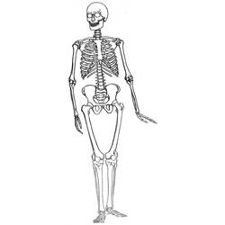 Malvorlage: Skelett (Figuren) #147528 - Kostenlose Malvorlagen zum Ausdrucken