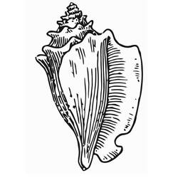 Malvorlage: Muschel (Natur und Jahreszeiten) #163166 - Kostenlose Malvorlagen zum Ausdrucken