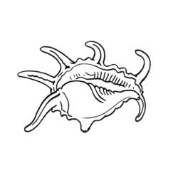 Malvorlage: Muschel (Natur und Jahreszeiten) #163179 - Kostenlose Malvorlagen zum Ausdrucken