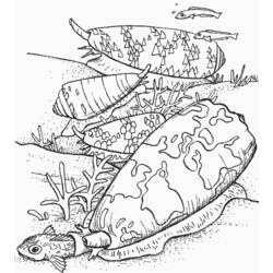 Malvorlage: Muschel (Natur und Jahreszeiten) #163195 - Kostenlose Malvorlagen zum Ausdrucken