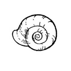 Malvorlage: Muschel (Natur und Jahreszeiten) #163234 - Kostenlose Malvorlagen zum Ausdrucken