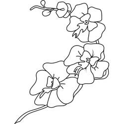 Zeichnungen zum Ausmalen: Orchidee - Kostenlose Malvorlagen zum Ausdrucken