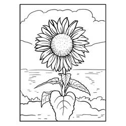 Zeichnungen zum Ausmalen: Sonnenblume - Kostenlose Malvorlagen zum Ausdrucken