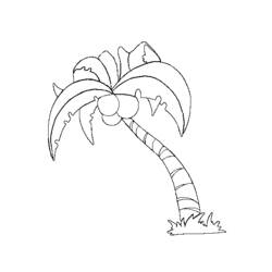 Malvorlage: Kokosnussbaum (Natur) #162116 - Kostenlose Malvorlagen zum Ausdrucken
