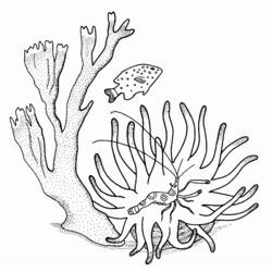 Malvorlage: Koralle (Natur) #163008 - Kostenlose Malvorlagen zum Ausdrucken