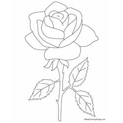 Malvorlage: Rosen (Natur) #161893 - Kostenlose Malvorlagen zum Ausdrucken