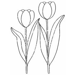 Malvorlage: Tulpe (Natur) #161614 - Kostenlose Malvorlagen zum Ausdrucken