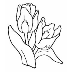Malvorlage: Tulpe (Natur) #161648 - Kostenlose Malvorlagen zum Ausdrucken