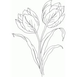 Malvorlage: Tulpe (Natur) #161655 - Kostenlose Malvorlagen zum Ausdrucken
