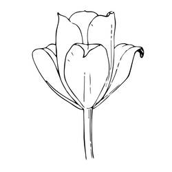Malvorlage: Tulpe (Natur) #161657 - Kostenlose Malvorlagen zum Ausdrucken