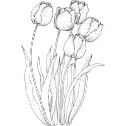 Malvorlage: Tulpe (Natur) #161658 - Kostenlose Malvorlagen zum Ausdrucken