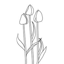 Malvorlage: Tulpe (Natur) #161667 - Kostenlose Malvorlagen zum Ausdrucken