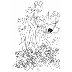 Malvorlage: Tulpe (Natur) #161669 - Kostenlose Malvorlagen zum Ausdrucken