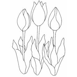 Malvorlage: Tulpe (Natur) #161674 - Kostenlose Malvorlagen zum Ausdrucken