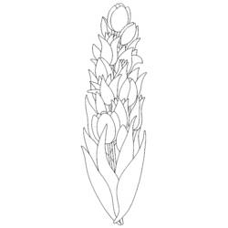 Malvorlage: Tulpe (Natur) #161675 - Kostenlose Malvorlagen zum Ausdrucken