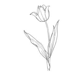 Malvorlage: Tulpe (Natur) #161678 - Kostenlose Malvorlagen zum Ausdrucken