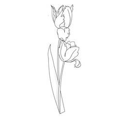 Malvorlage: Tulpe (Natur) #161680 - Kostenlose Malvorlagen zum Ausdrucken