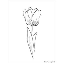 Malvorlage: Tulpe (Natur) #161688 - Kostenlose Malvorlagen zum Ausdrucken