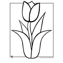Malvorlage: Tulpe (Natur) #161699 - Kostenlose Malvorlagen zum Ausdrucken
