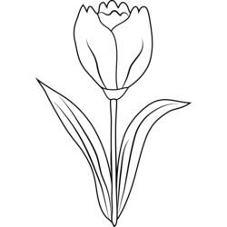 Malvorlage: Tulpe (Natur) #161706 - Kostenlose Malvorlagen zum Ausdrucken