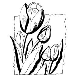 Malvorlage: Tulpe (Natur) #161730 - Kostenlose Malvorlagen zum Ausdrucken