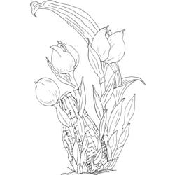 Malvorlage: Tulpe (Natur) #161737 - Kostenlose Malvorlagen zum Ausdrucken