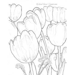 Malvorlage: Tulpe (Natur) #161750 - Kostenlose Malvorlagen zum Ausdrucken