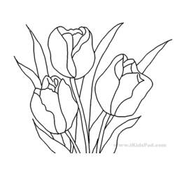Malvorlage: Tulpe (Natur) #161768 - Kostenlose Malvorlagen zum Ausdrucken