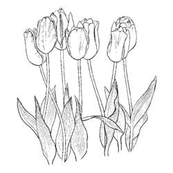 Malvorlage: Tulpe (Natur) #161776 - Kostenlose Malvorlagen zum Ausdrucken