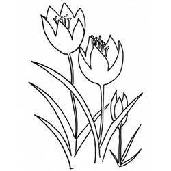 Malvorlage: Tulpe (Natur) #161785 - Kostenlose Malvorlagen zum Ausdrucken