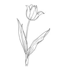 Malvorlage: Tulpe (Natur) #161787 - Kostenlose Malvorlagen zum Ausdrucken