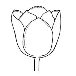 Malvorlage: Tulpe (Natur) #161799 - Kostenlose Malvorlagen zum Ausdrucken