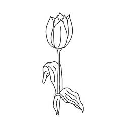 Malvorlage: Tulpe (Natur) #161801 - Kostenlose Malvorlagen zum Ausdrucken