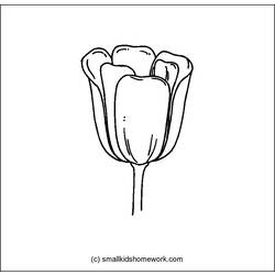 Malvorlage: Tulpe (Natur) #161803 - Kostenlose Malvorlagen zum Ausdrucken