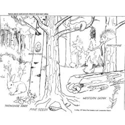 Malvorlage: Wald (Natur) #157021 - Kostenlose Malvorlagen zum Ausdrucken