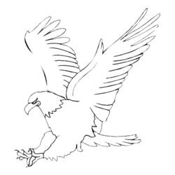 Malvorlage: Adler (Tiere) #276 - Kostenlose Malvorlagen zum Ausdrucken