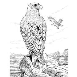 Malvorlage: Adler (Tiere) #277 - Kostenlose Malvorlagen zum Ausdrucken