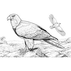 Malvorlage: Adler (Tiere) #283 - Kostenlose Malvorlagen zum Ausdrucken
