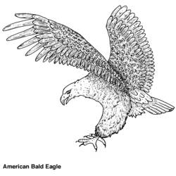 Malvorlage: Adler (Tiere) #285 - Kostenlose Malvorlagen zum Ausdrucken