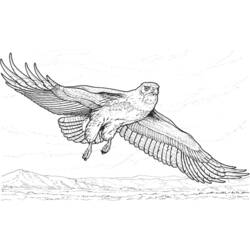 Malvorlage: Adler (Tiere) #287 - Kostenlose Malvorlagen zum Ausdrucken