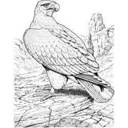 Malvorlage: Adler (Tiere) #291 - Kostenlose Malvorlagen zum Ausdrucken