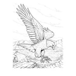 Malvorlage: Adler (Tiere) #296 - Kostenlose Malvorlagen zum Ausdrucken