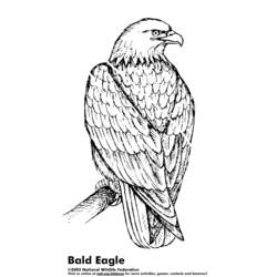 Malvorlage: Adler (Tiere) #297 - Kostenlose Malvorlagen zum Ausdrucken