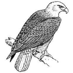 Malvorlage: Adler (Tiere) #298 - Kostenlose Malvorlagen zum Ausdrucken
