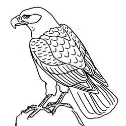 Malvorlage: Adler (Tiere) #302 - Kostenlose Malvorlagen zum Ausdrucken